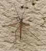 Tipula paludosa